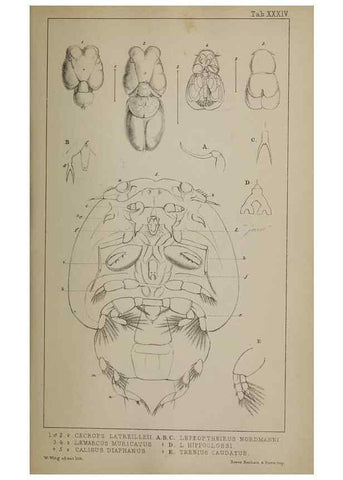 Reproducción/Reproduction 49691620942: The natural history of the British Entomostraca.. London,The Ray society,1850.. 