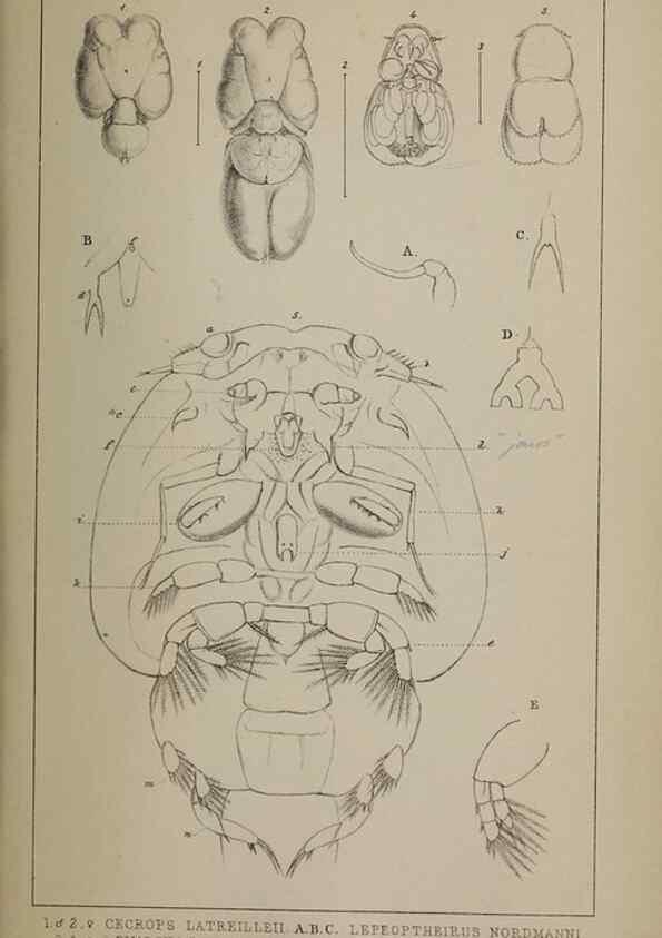 Reproducción/Reproduction 49691620942: The natural history of the British Entomostraca.. London,The Ray society,1850.. 