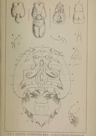 Reproducción/Reproduction 49691620942: The natural history of the British Entomostraca.. London,The Ray society,1850.. 