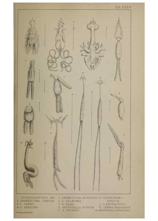 Reproducción/Reproduction 49690777083: The natural history of the British Entomostraca.. London,The Ray society,1850.. 