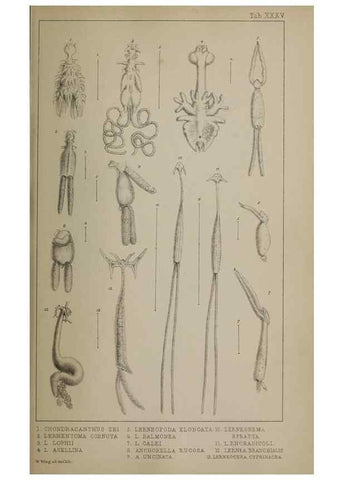 Reproducción/Reproduction 49690777083: The natural history of the British Entomostraca.. London,The Ray society,1850.. 