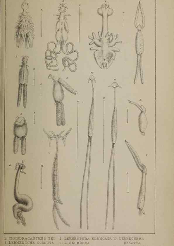 Reproducción/Reproduction 49690777083: The natural history of the British Entomostraca.. London,The Ray society,1850.. 