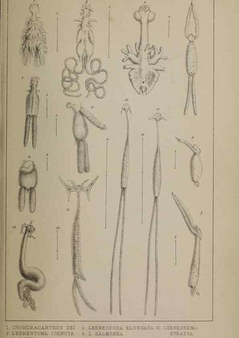 Reproducción/Reproduction 49690777083: The natural history of the British Entomostraca.. London,The Ray society,1850.. 