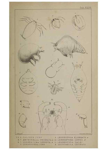 Reproducción/Reproduction 49690777288: The natural history of the British Entomostraca.. London,The Ray society,1850.. 