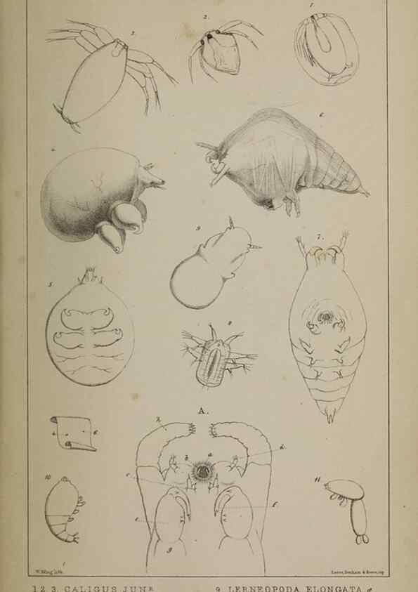 Reproducción/Reproduction 49690777288: The natural history of the British Entomostraca.. London,The Ray society,1850.. 
