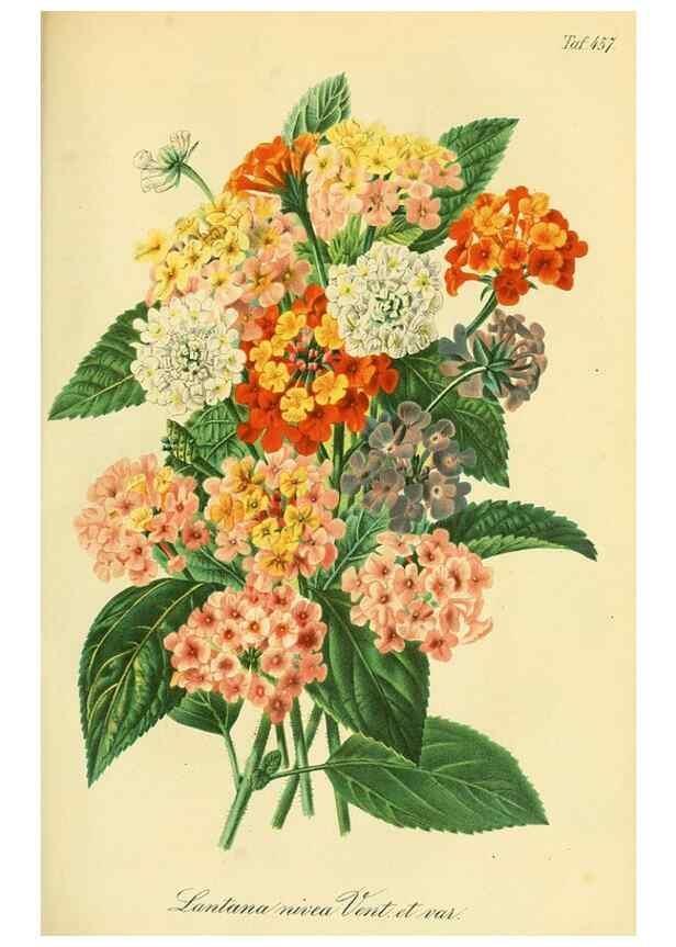Reproducción/Reproduction 49692007147: Gartenflora.. Erlangen :F. Enke,1852-1940.. 