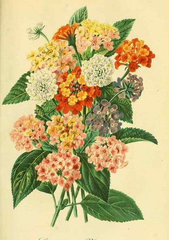 Reproducción/Reproduction 49692007147: Gartenflora.. Erlangen :F. Enke,1852-1940.. 
