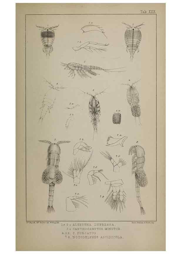Reproducción/Reproduction 49691311806: The natural history of the British Entomostraca.. London,The Ray society,1850.. 
