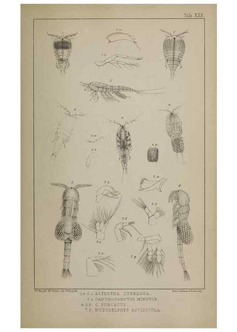 Reproducción/Reproduction 49691311806: The natural history of the British Entomostraca.. London,The Ray society,1850.. 