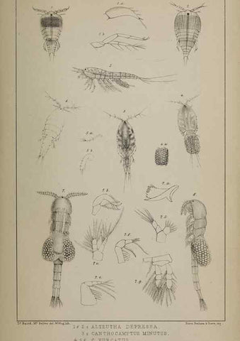 Reproducción/Reproduction 49691311806: The natural history of the British Entomostraca.. London,The Ray society,1850.. 