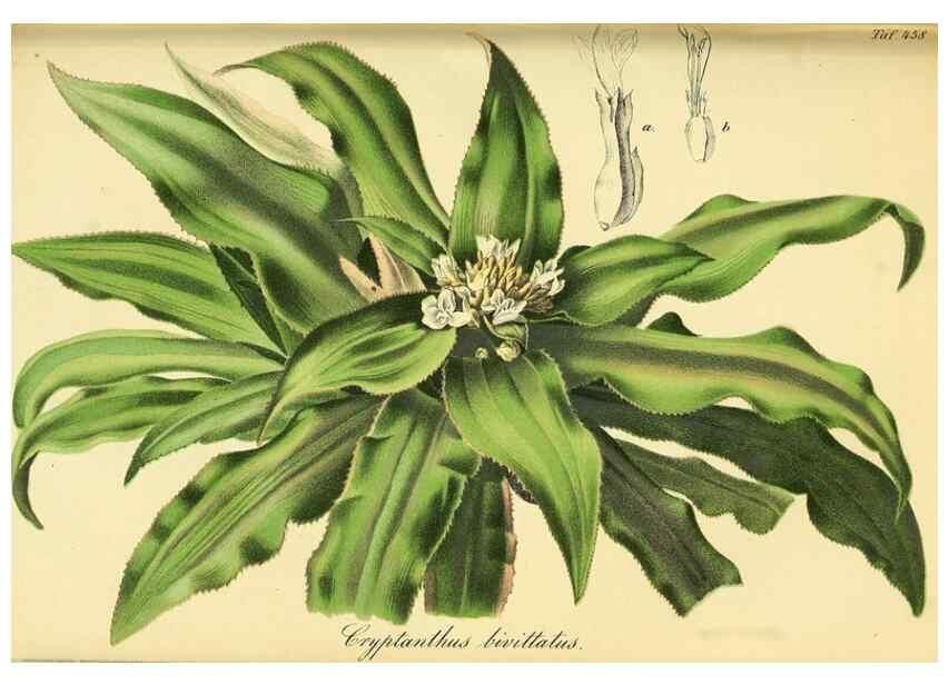 Reproducción/Reproduction 49692007412: Gartenflora.. Erlangen :F. Enke,1852-1940.. 