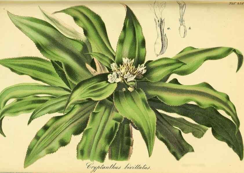 Reproducción/Reproduction 49692007412: Gartenflora.. Erlangen :F. Enke,1852-1940.. 