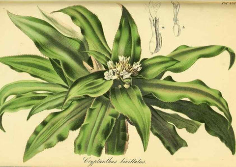 Reproducción/Reproduction 49692007412: Gartenflora.. Erlangen :F. Enke,1852-1940.. 