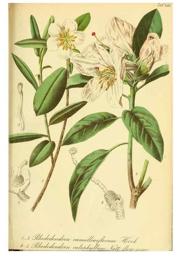 Reproducción/Reproduction 49692007937: Gartenflora.. Erlangen :F. Enke,1852-1940.. 