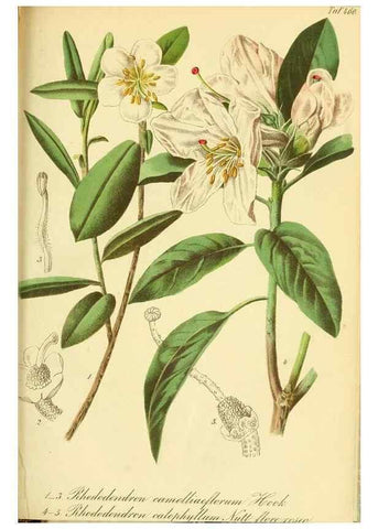 Reproducción/Reproduction 49692007937: Gartenflora.. Erlangen :F. Enke,1852-1940.. 