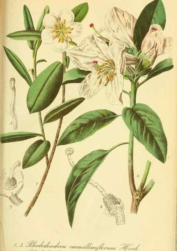 Reproducción/Reproduction 49692007937: Gartenflora.. Erlangen :F. Enke,1852-1940.. 