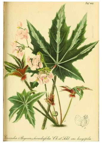 Reproducción/Reproduction 49692008167: Gartenflora.. Erlangen :F. Enke,1852-1940.. 