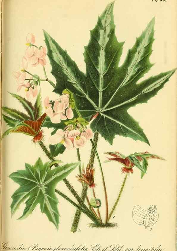 Reproducción/Reproduction 49692008167: Gartenflora.. Erlangen :F. Enke,1852-1940.. 
