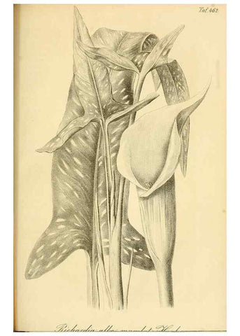 Reproducción/Reproduction 49691703246: Gartenflora.. Erlangen :F. Enke,1852-1940.. 