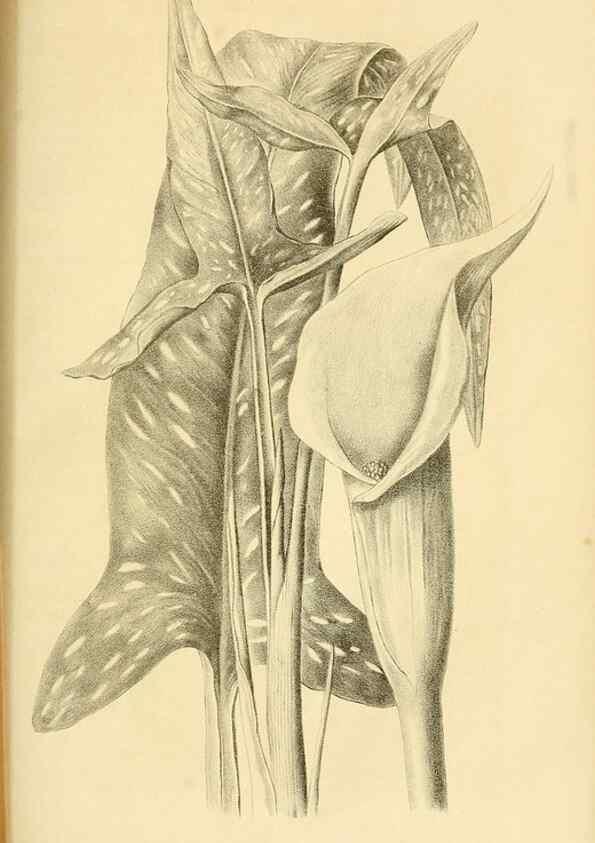Reproducción/Reproduction 49691703246: Gartenflora.. Erlangen :F. Enke,1852-1940.. 