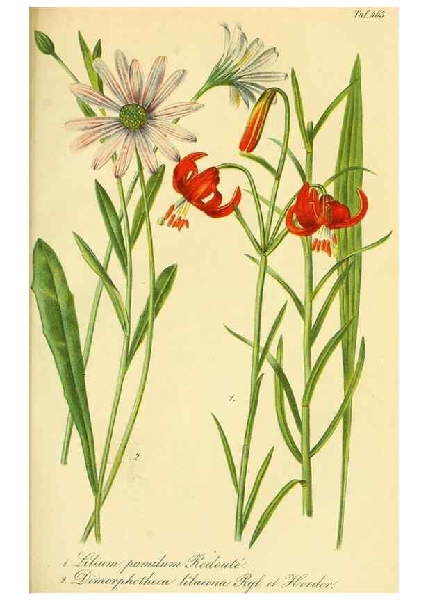 Reproducción/Reproduction 49691165373: Gartenflora.. Erlangen :F. Enke,1852-1940.. 