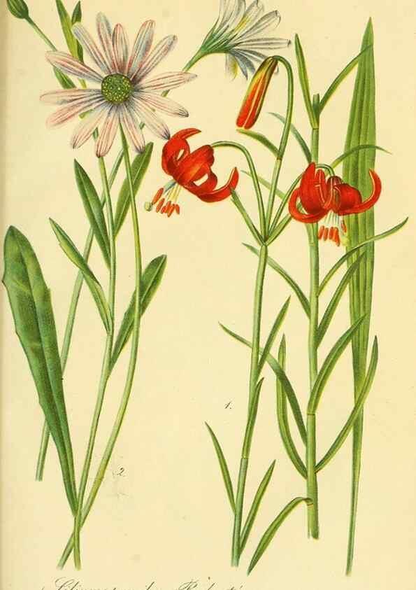 Reproducción/Reproduction 49691165373: Gartenflora.. Erlangen :F. Enke,1852-1940.. 
