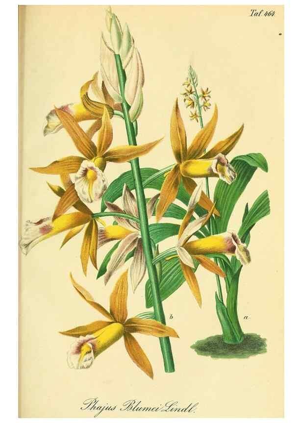 Reproducción/Reproduction 49691704056: Gartenflora.. Erlangen :F. Enke,1852-1940.. 