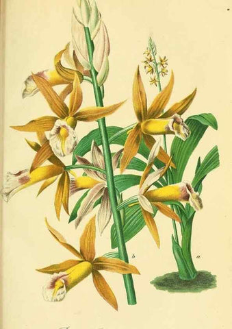 Reproducción/Reproduction 49691704056: Gartenflora.. Erlangen :F. Enke,1852-1940.. 