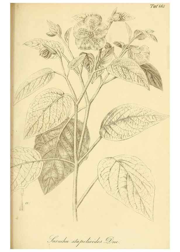 Reproducción/Reproduction 49691166178: Gartenflora.. Erlangen :F. Enke,1852-1940.. 