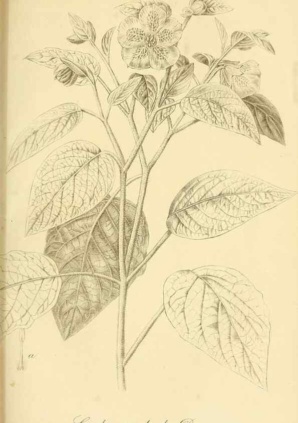 Reproducción/Reproduction 49691166178: Gartenflora.. Erlangen :F. Enke,1852-1940.. 