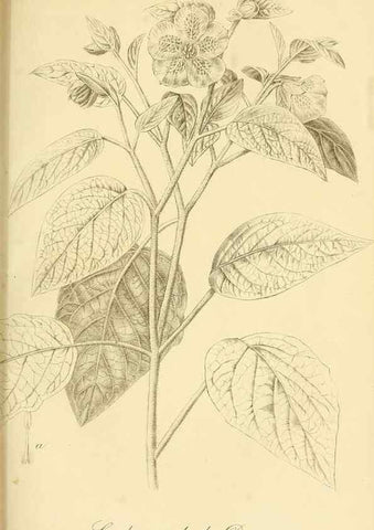 Reproducción/Reproduction 49691166178: Gartenflora.. Erlangen :F. Enke,1852-1940.. 