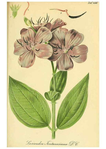 Reproducción/Reproduction 49691704846: Gartenflora.. Erlangen :F. Enke,1852-1940.. 