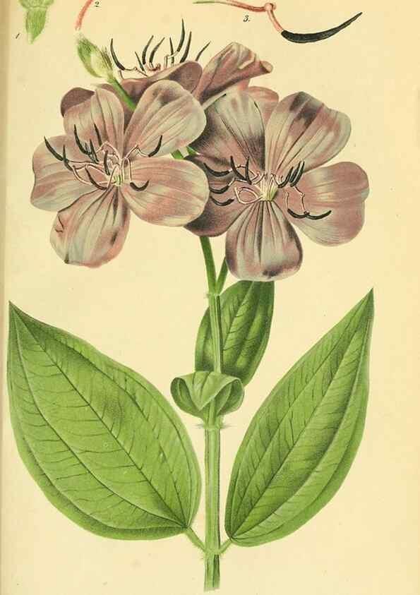 Reproducción/Reproduction 49691704846: Gartenflora.. Erlangen :F. Enke,1852-1940.. 