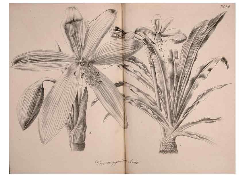 Reproducción/Reproduction 49691702546: Gartenflora.. Erlangen :F. Enke,1852-1940.. 