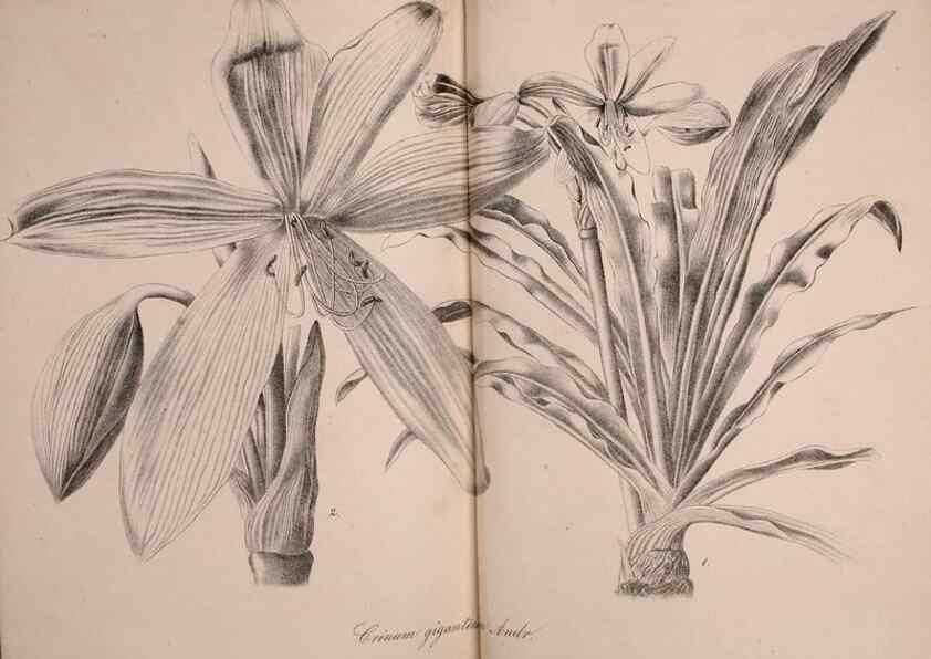 Reproducción/Reproduction 49691702546: Gartenflora.. Erlangen :F. Enke,1852-1940.. 
