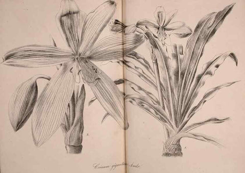 Reproducción/Reproduction 49691702546: Gartenflora.. Erlangen :F. Enke,1852-1940.. 