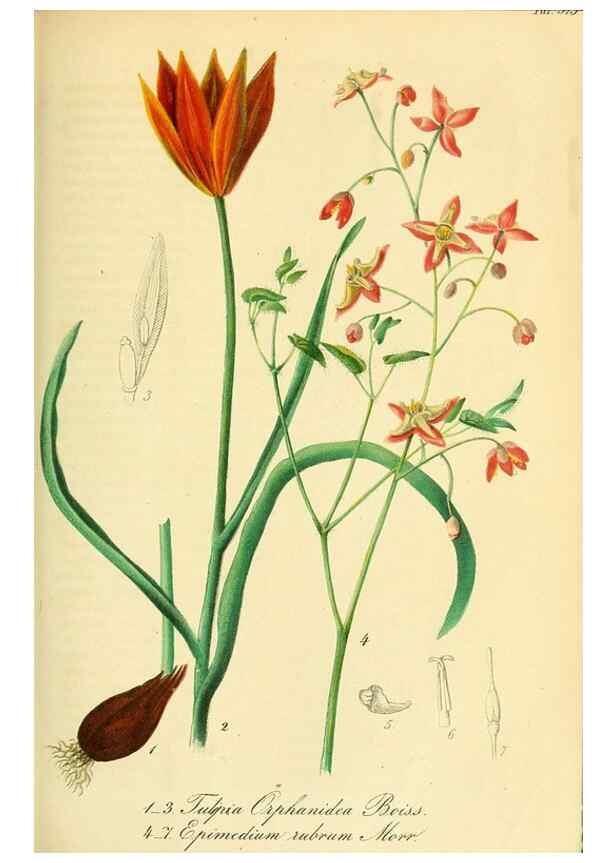 Reproducción/Reproduction 49691608012: Gartenflora.. Erlangen :F. Enke,1852-1940.. 