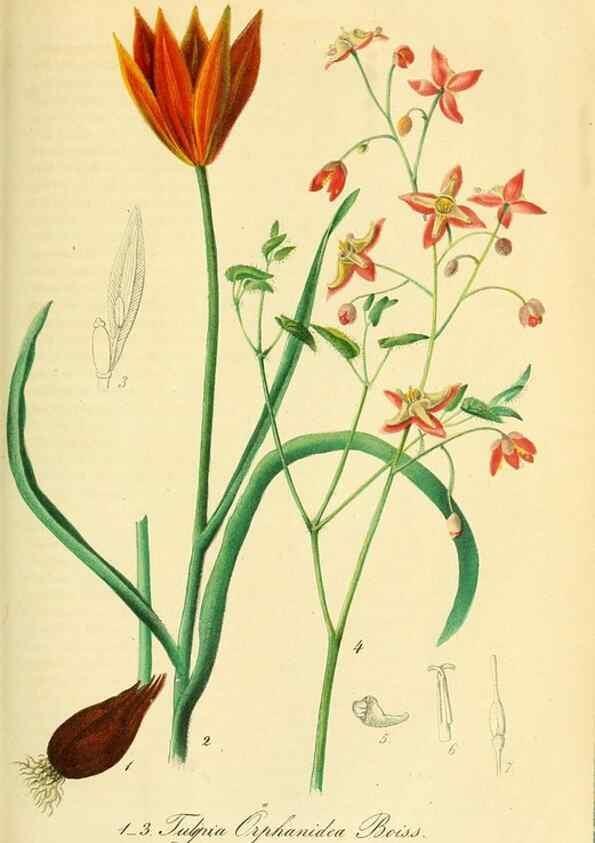 Reproducción/Reproduction 49691608012: Gartenflora.. Erlangen :F. Enke,1852-1940.. 