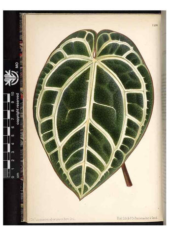 Reproducción/Reproduction 49690363538: L'Illustration horticole :. Gand, Belgium :Imprimerie et lithographie de F. et E. Gyselnyck,1854-1896.. 