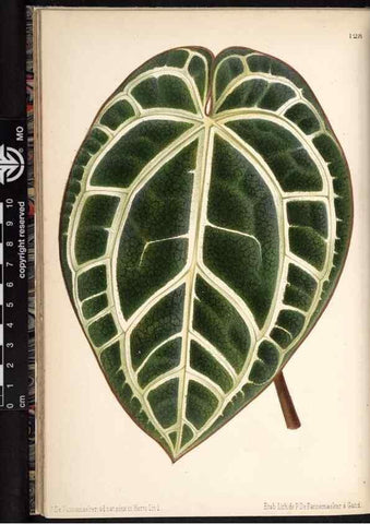 Reproducción/Reproduction 49690363538: L'Illustration horticole :. Gand, Belgium :Imprimerie et lithographie de F. et E. Gyselnyck,1854-1896.. 