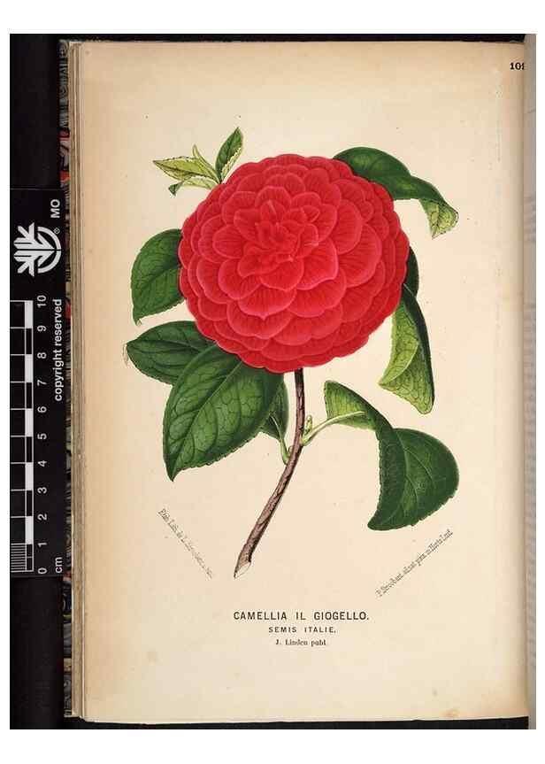 Reproducción/Reproduction 49690897021: L'Illustration horticole :. Gand, Belgium :Imprimerie et lithographie de F. et E. Gyselnyck,1854-1896.. 