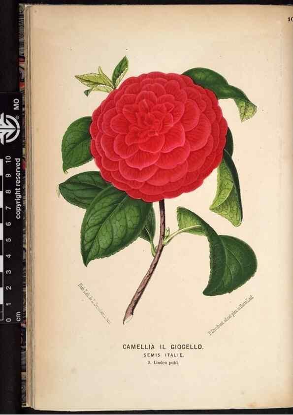 Reproducción/Reproduction 49690897021: L'Illustration horticole :. Gand, Belgium :Imprimerie et lithographie de F. et E. Gyselnyck,1854-1896.. 