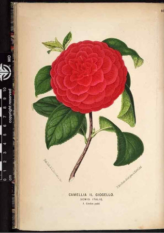 Reproducción/Reproduction 49690897021: L'Illustration horticole :. Gand, Belgium :Imprimerie et lithographie de F. et E. Gyselnyck,1854-1896.. 