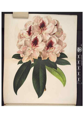 Reproducción/Reproduction 49691207647: L'Illustration horticole :. Gand, Belgium :Imprimerie et lithographie de F. et E. Gyselnyck,1854-1896.. 