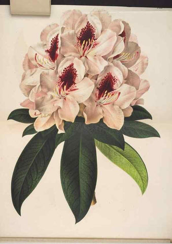 Reproducción/Reproduction 49691207647: L'Illustration horticole :. Gand, Belgium :Imprimerie et lithographie de F. et E. Gyselnyck,1854-1896.. 