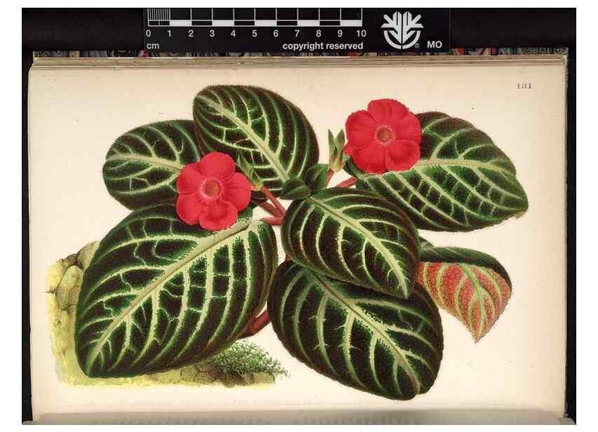 Reproducción/Reproduction 49690364513: L'Illustration horticole :. Gand, Belgium :Imprimerie et lithographie de F. et E. Gyselnyck,1854-1896.. 