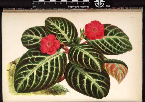 Reproducción/Reproduction 49690364513: L'Illustration horticole :. Gand, Belgium :Imprimerie et lithographie de F. et E. Gyselnyck,1854-1896.. 