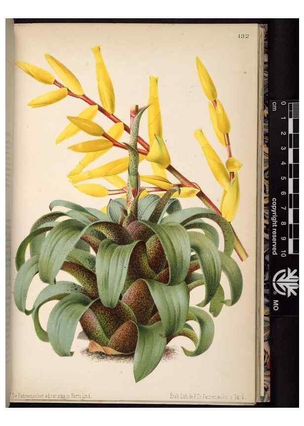 Reproducción/Reproduction 49690897871: L'Illustration horticole :. Gand, Belgium :Imprimerie et lithographie de F. et E. Gyselnyck,1854-1896.. 