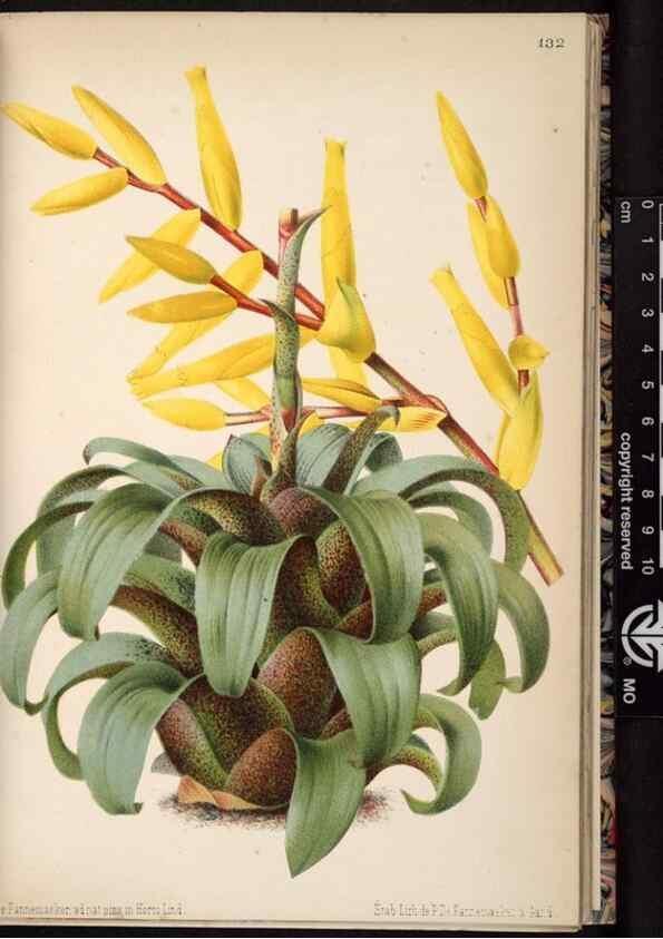 Reproducción/Reproduction 49690897871: L'Illustration horticole :. Gand, Belgium :Imprimerie et lithographie de F. et E. Gyselnyck,1854-1896.. 