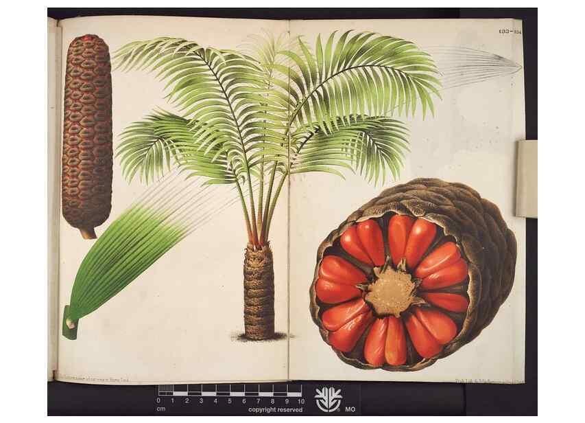 Reproducción/Reproduction 49690365208: L'Illustration horticole :. Gand, Belgium :Imprimerie et lithographie de F. et E. Gyselnyck,1854-1896.. 